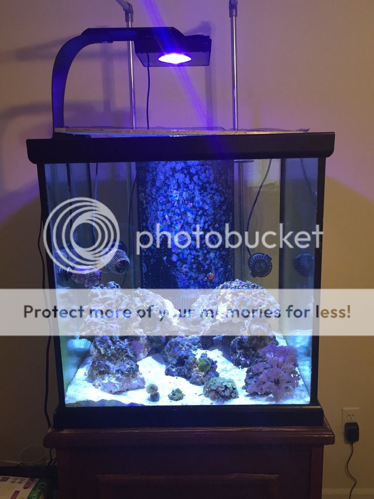 60 gallon cube tank The Reef Tank